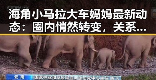 海角小马拉大车妈妈最新动态：圈内悄然转变，关系网再度洗牌